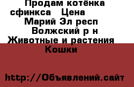 Продам котёнка сфинкса › Цена ­ 1 000 - Марий Эл респ., Волжский р-н Животные и растения » Кошки   